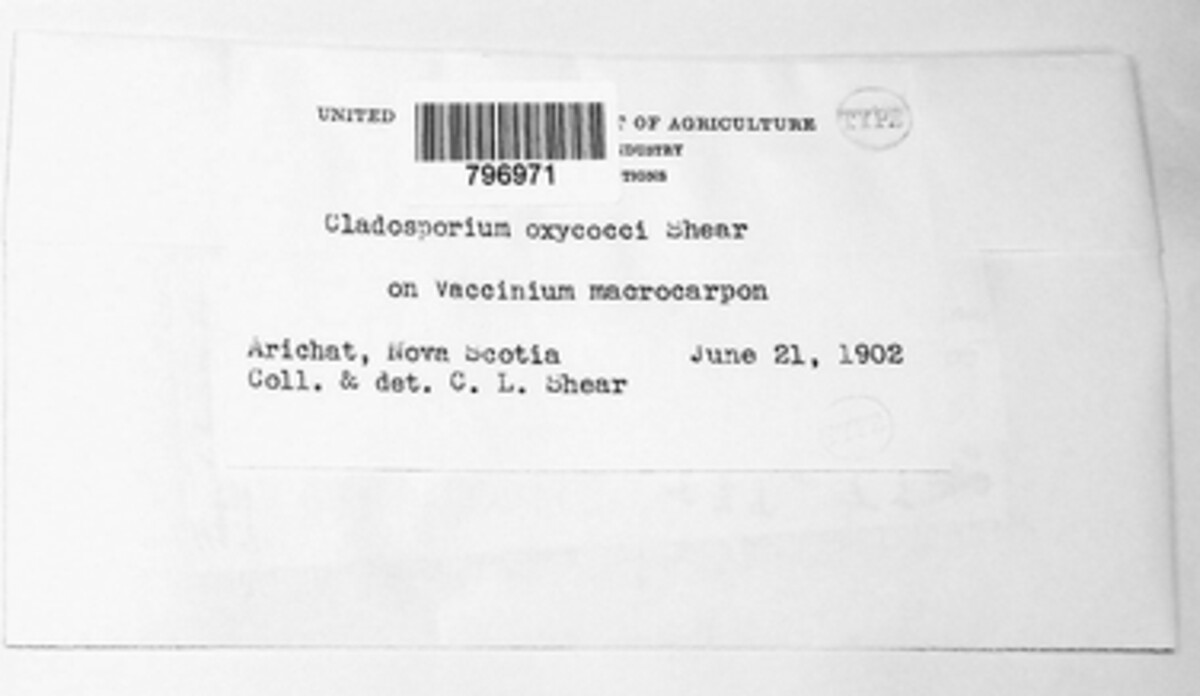 Cladosporium oxycocci image